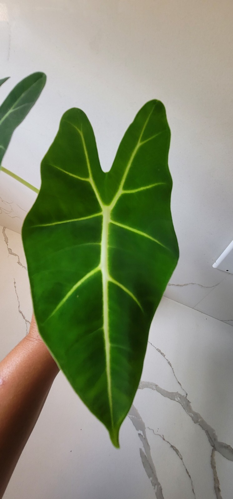 Green Velvet, Alocasia Frydek, Micholitziana, 4 inch, Live Rooted Potted Rare Su