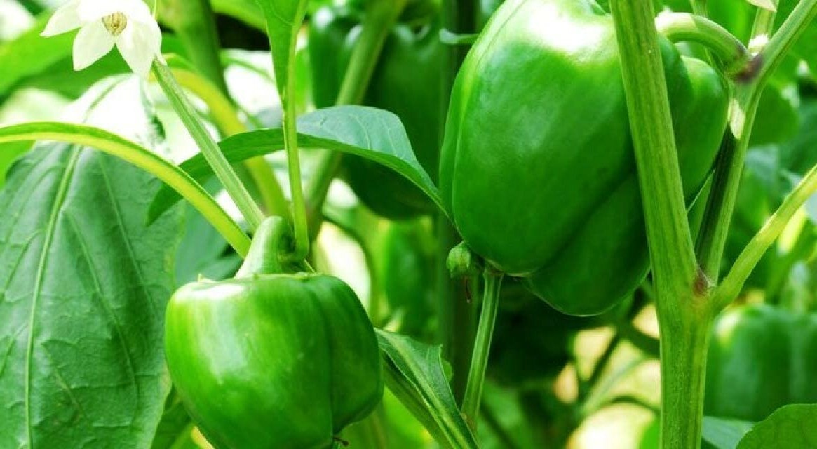 Capsicum Annuum Emerald Giant Sweet Bell Pepper – 20 Seeds