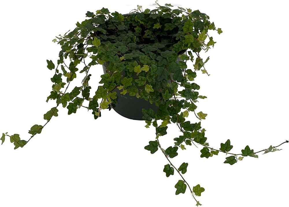 Creeping Mini Oakleaf Topiary Terrarium Fairy Indoors And Outs Live Plant 4″ Pot