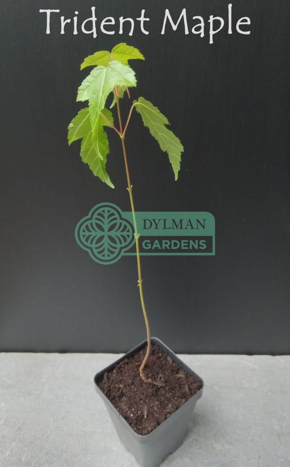 Trident Maple Tree (Acer buergerianum) – Bonsai – Live Plant – Multiple Sizes