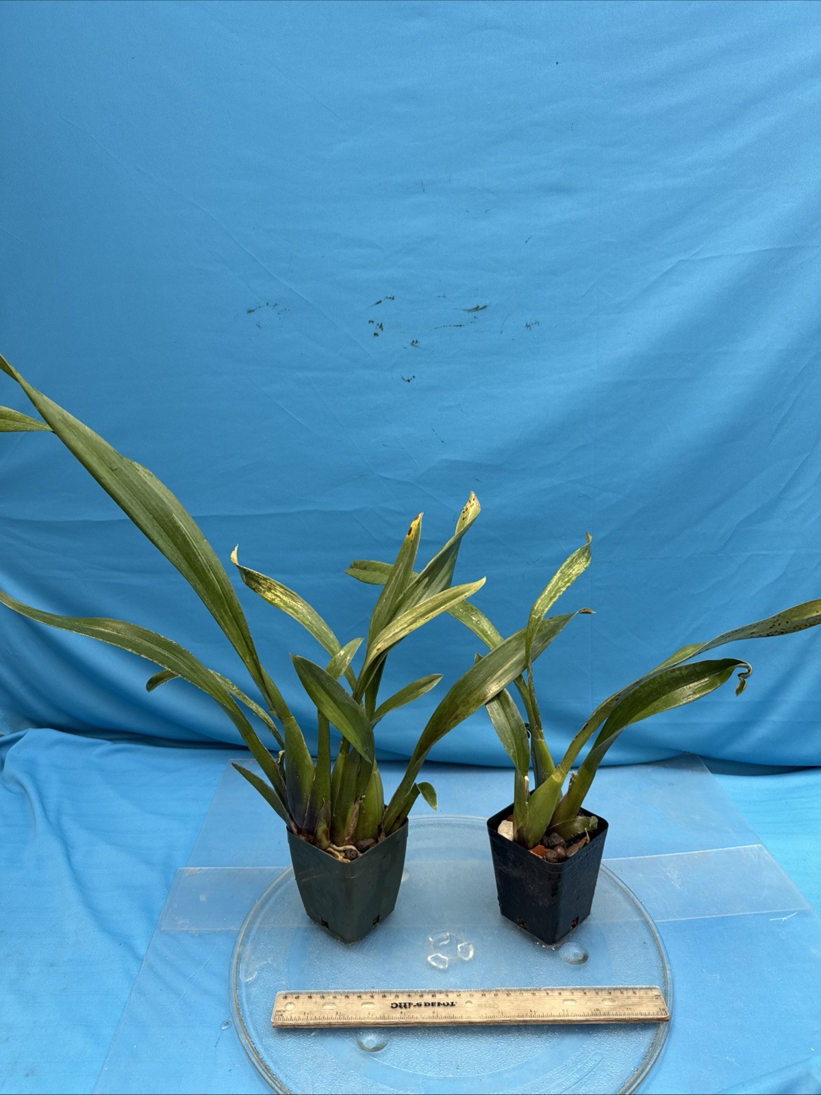Brassada Memoria Bert Fields BS New Division Orange Spotted Orchid Hybrid 4” Pot