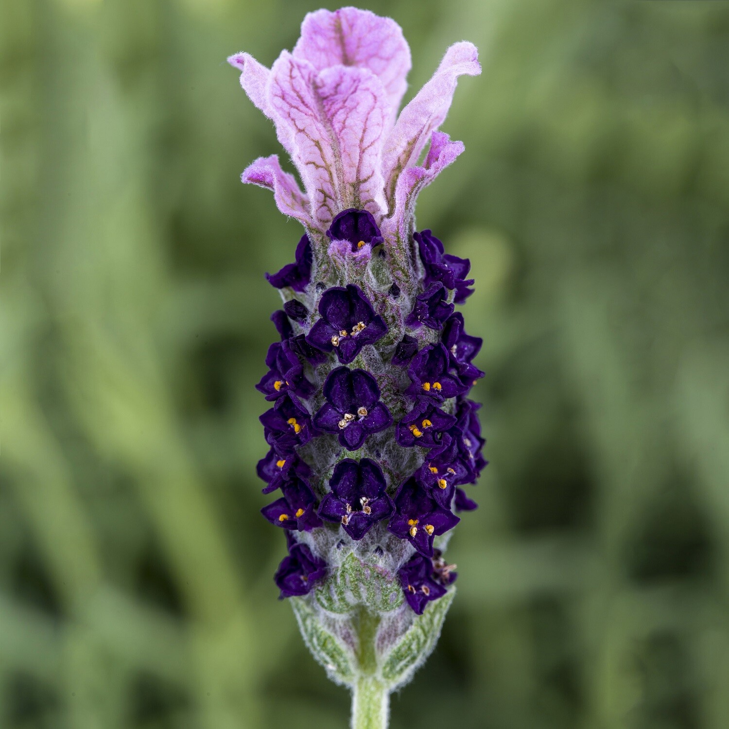 Lavandula Seeds Castilliano Lilac Seeds Lavender Seeds 25 Seed Pack Spanish