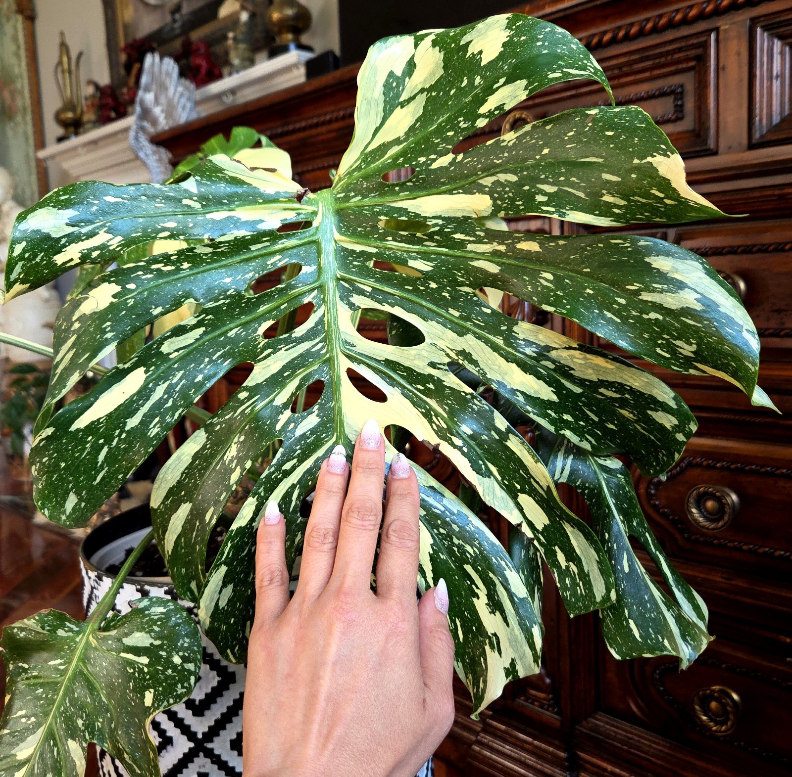 Rare XXL Monstera Thai Creme Brulee 30″ Tall Aroid Not Philodendron Anthurium