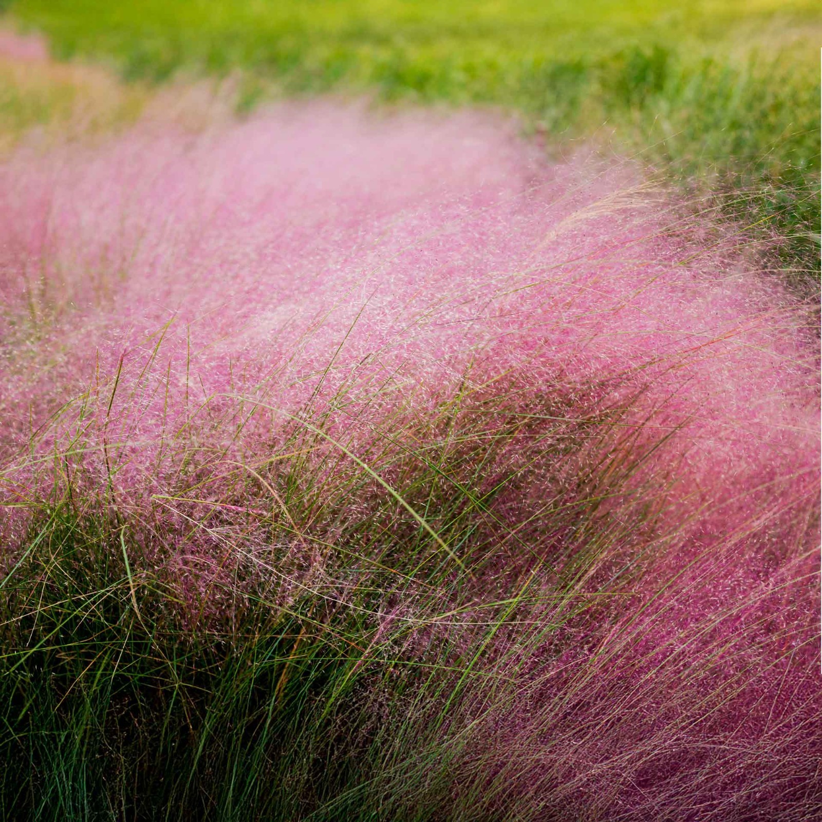 Pink Muhly Grass (Muhlenbergia capillaris) in 2.5” Nursery Cubes, Live Plants