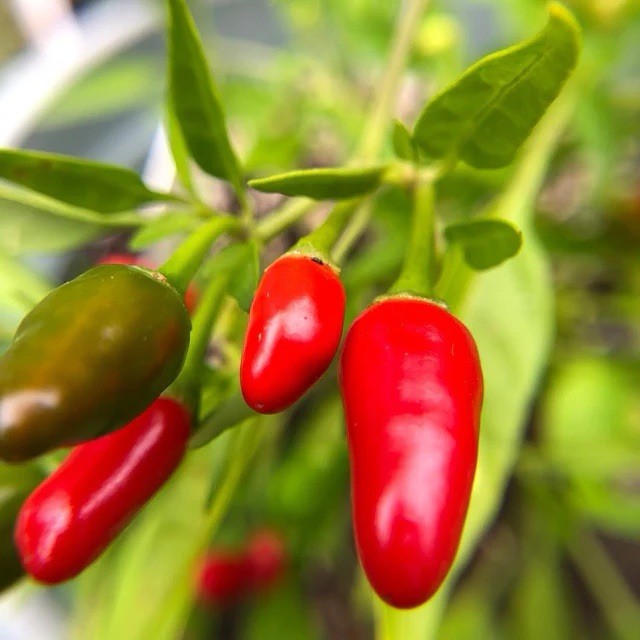 Giant Thai Hot Pepper 25 Heirloom Seeds Fresh Harvest Free Shipping