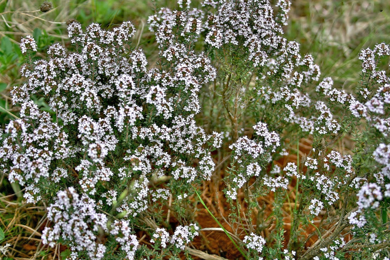 Garden Thyme Seeds – Thymus vulgaris Seeds – Culinary Herb – Multiple Quantities