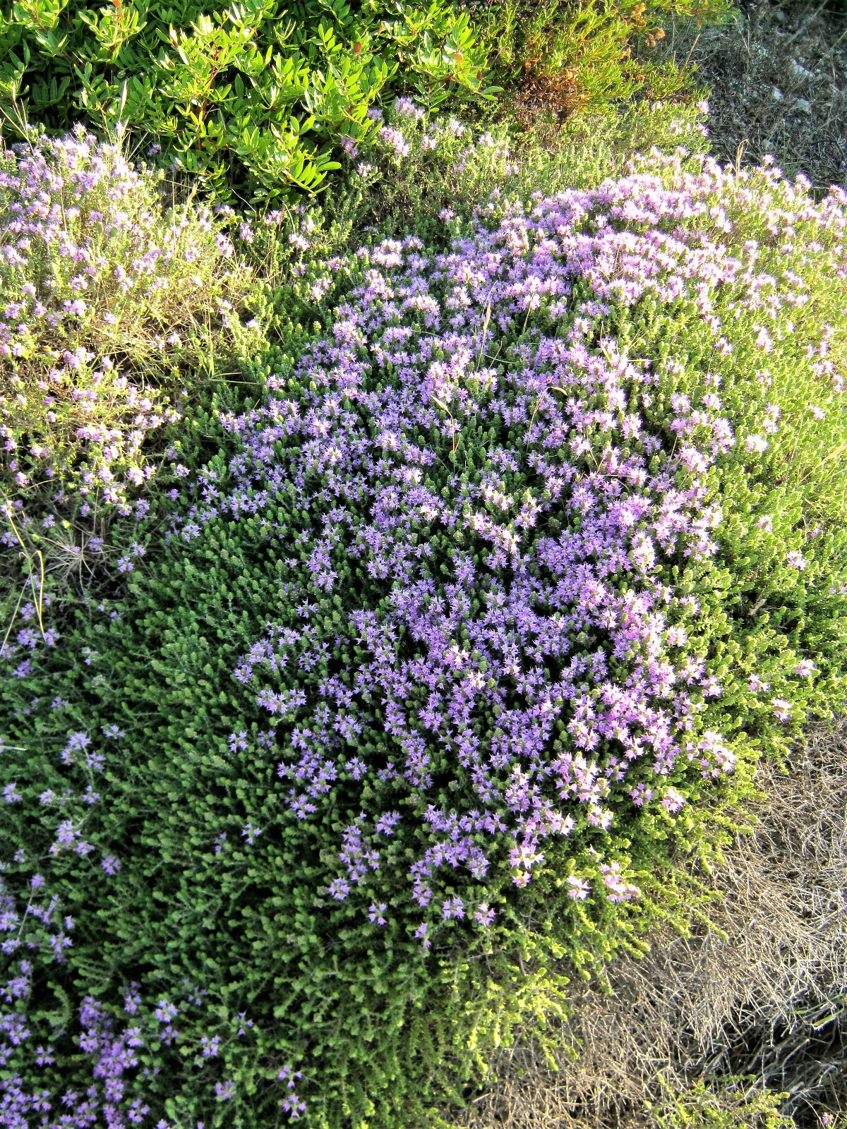 20 MEDITERRANEAN THYME Spiked Thymbra Spicata Savory Herb Za’atar Flower Seeds