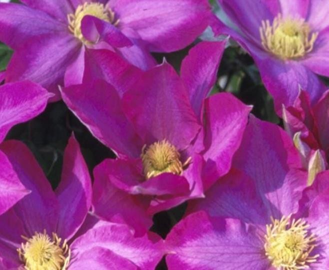 1 “Pink Champagne” Clematis Starter Plant (Not Seeds) – US Seller