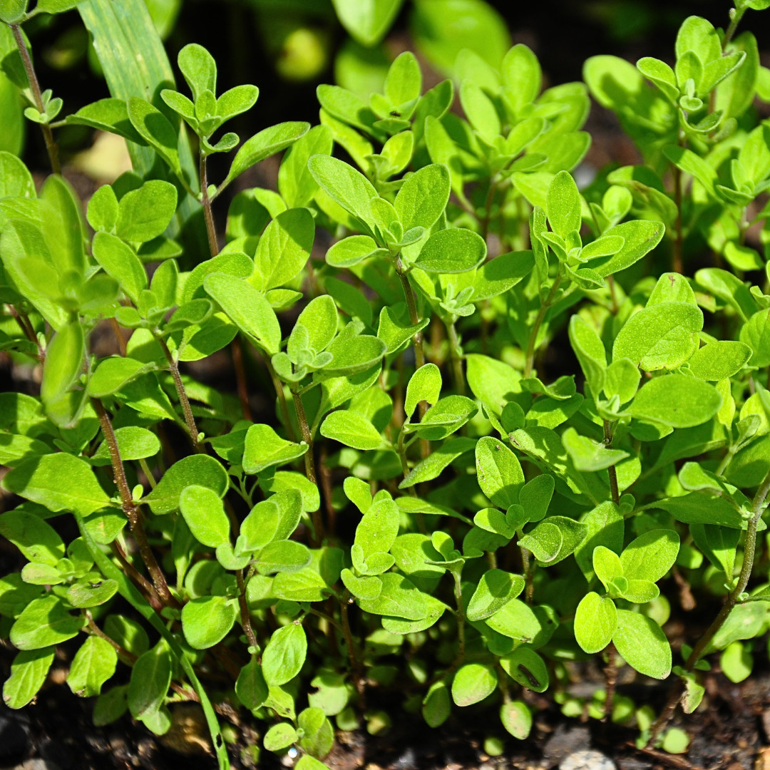 Fresh Sweet Marjoram Seeds | Cooking | Gardening | Heirloom Non-GMO | Herb Seeds