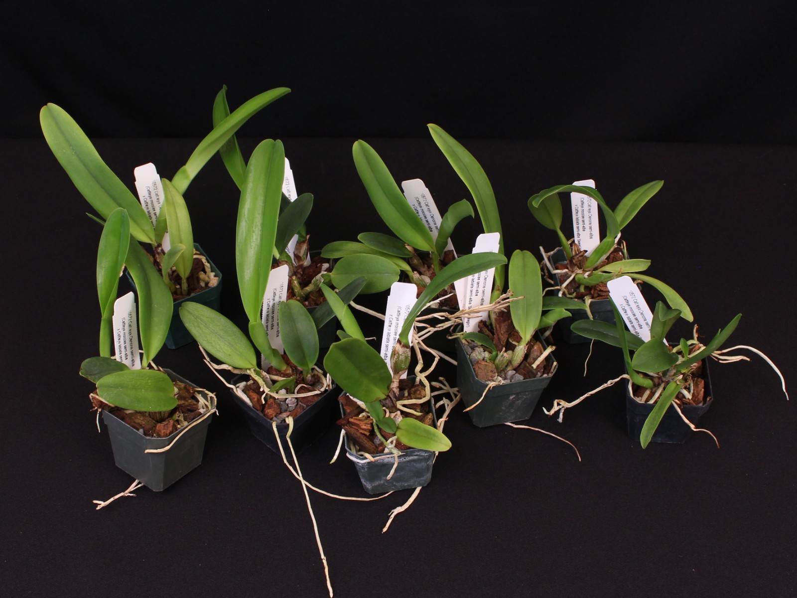 Cattleya Oenone var. semi-alba – RARE ANTIQUE PRIMARY CROSS