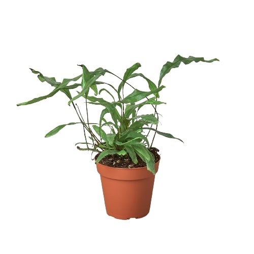 Fern ‘Kangaroo Paw’