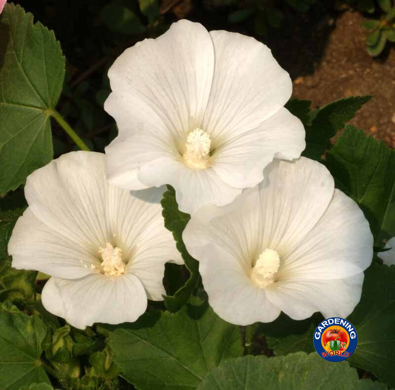 1oz Tree Mallow Flower Seeds Pink/White Lavatera trimestris (Aprox 4300 Seeds)
