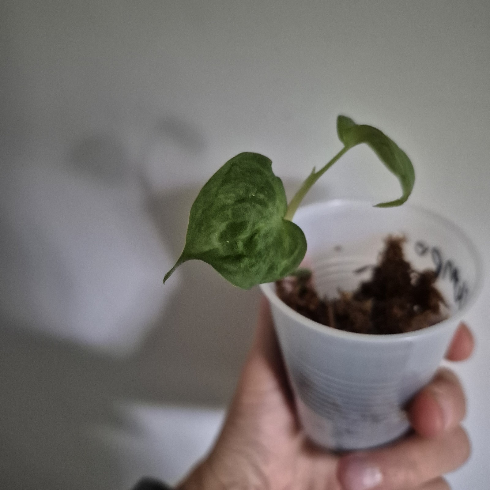 Philodendron Camposportoanum – Rooted Plant – Rare Plant 2.5 Inch