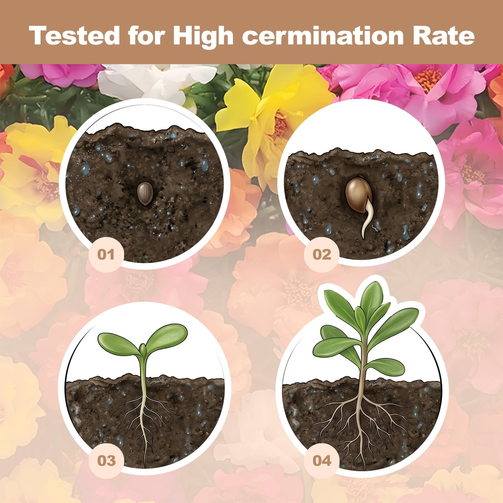 11000+ Portulaca Grandiflora Moss Rose Seeds Mixed Color Normal, Brown