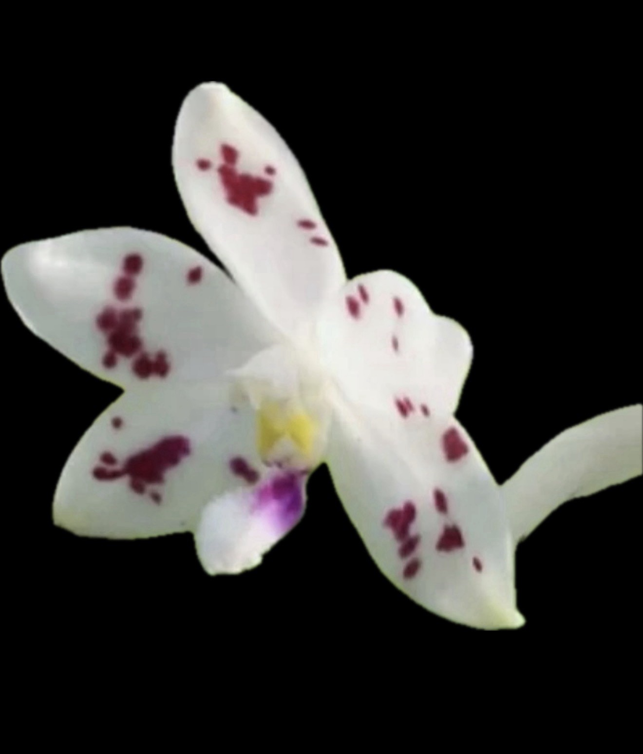 Phalaenopsis speciosa (tetraspis) “Spot” Species Orchid Plant