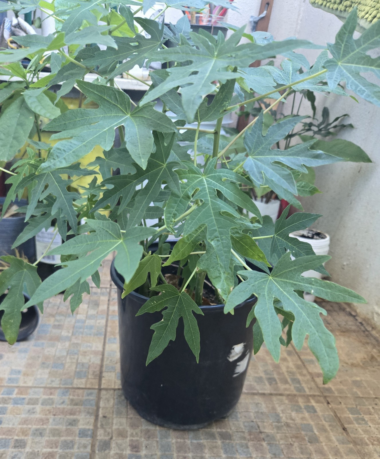 Maradol Papaya 18″+ organic from Puerto Rico fast Grower unknown if female