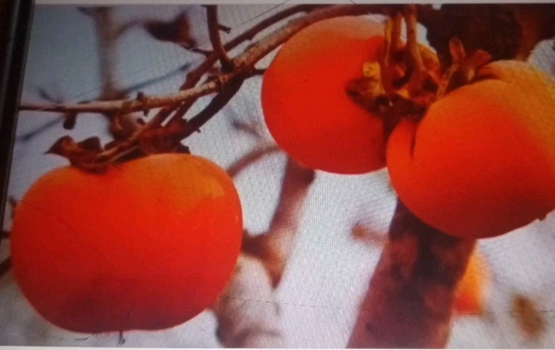 American Persimmon Tree Seeds Organic No Pesticides 30 Seeds Prestratified