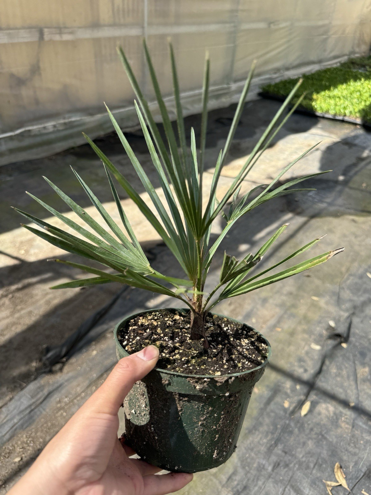 🌴 Atlas Mountain Palm – Chamaerops humilis var. cerifera – Blue Mediterranean