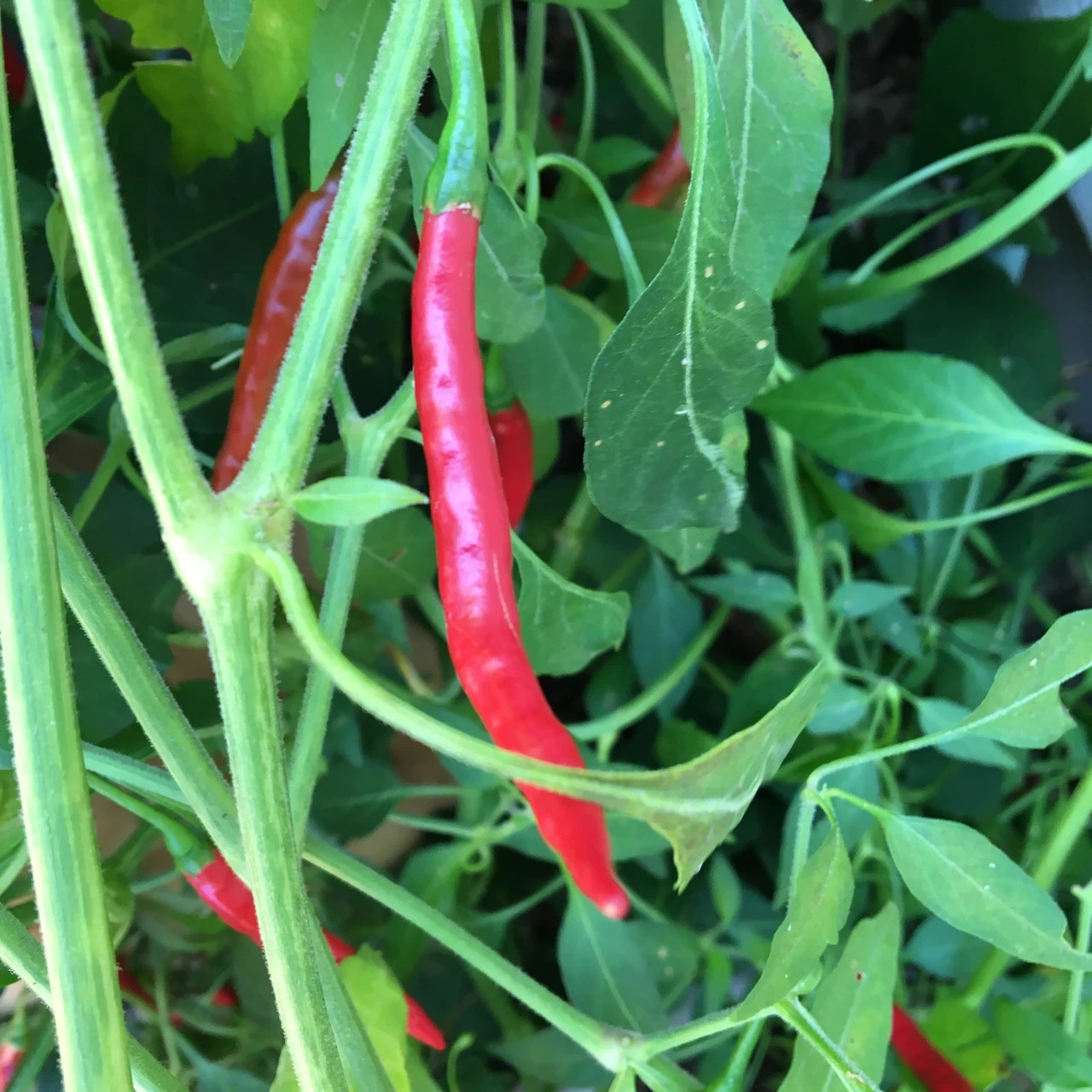 RARE✿ Heirloom Chile de Arbol Hot Pepper 15+ Seeds