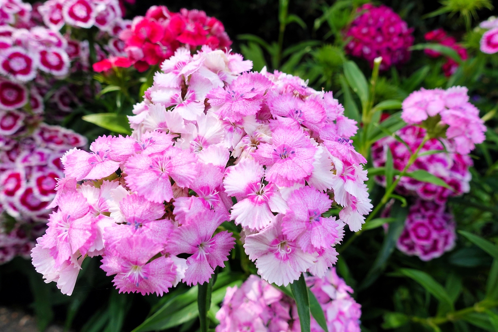 500 MIXED CHINESE PINKS China Rainbow Pink Dianthus Chinensis Bicolor Flower See