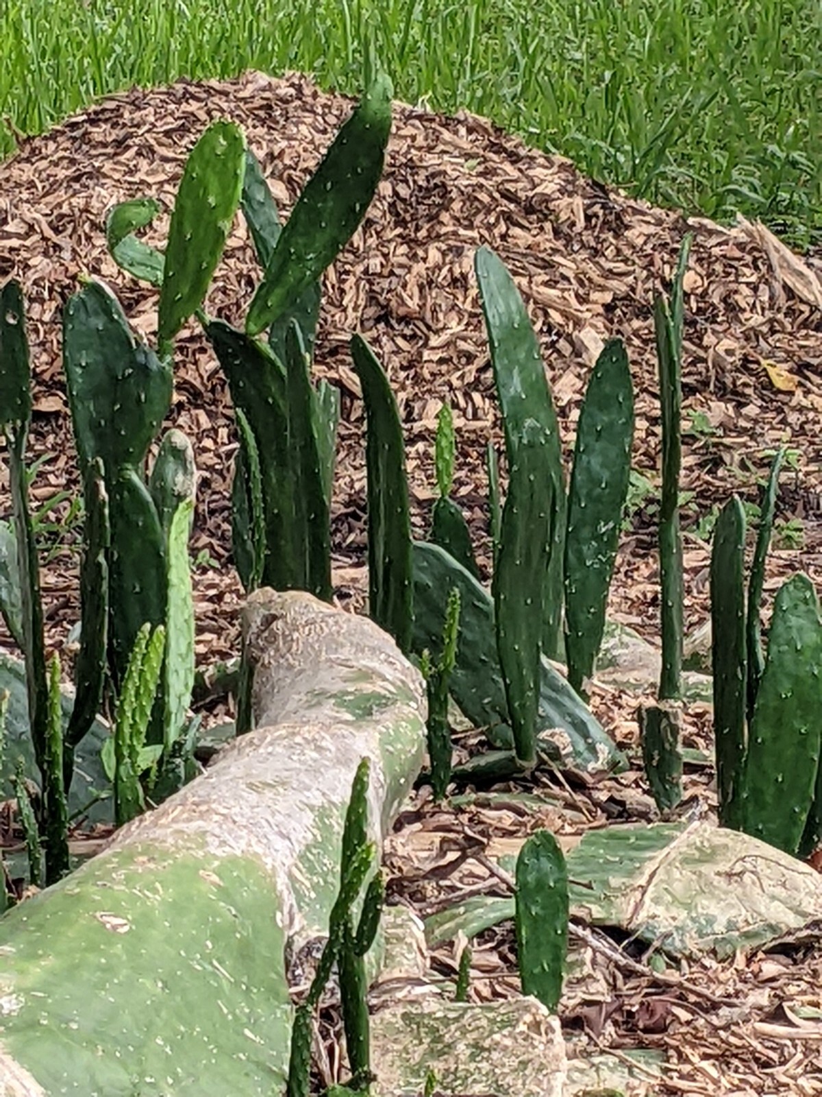 Spineless Thornless Edible, Prickly Pear Cactus, Pad Leaf Cuttings