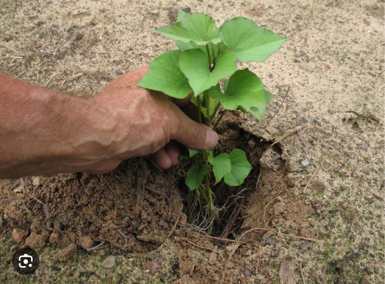 10Purple Sweet potato Slips – Cuttings Sweet Potato Plants / Khoai Lang Tím