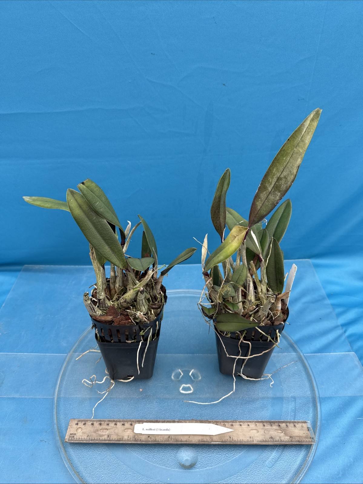 Cattleya milleri Miranda Red Orange Species Orchid Eros New Growth 4” Pot