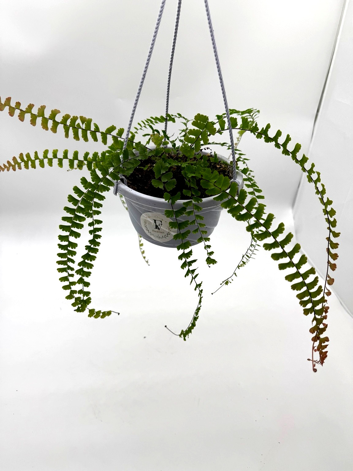 Maidenhair Fern Live Plant 5in Hanging Basket Adiantum Tropical Houseplant