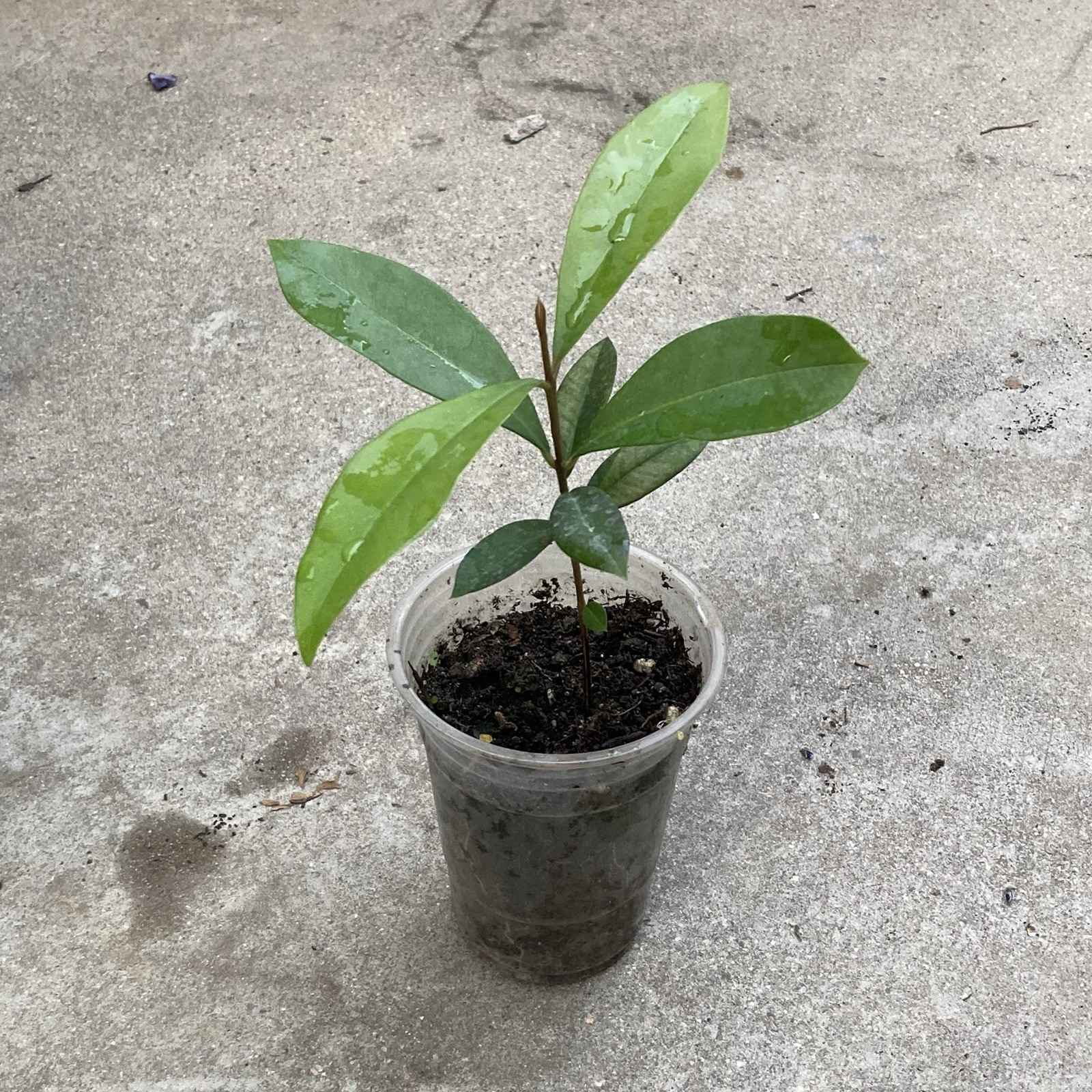 Black Java Plum (syzygium cumini) Fruit Tree 6-8” Plant Indian Jamun Plant
