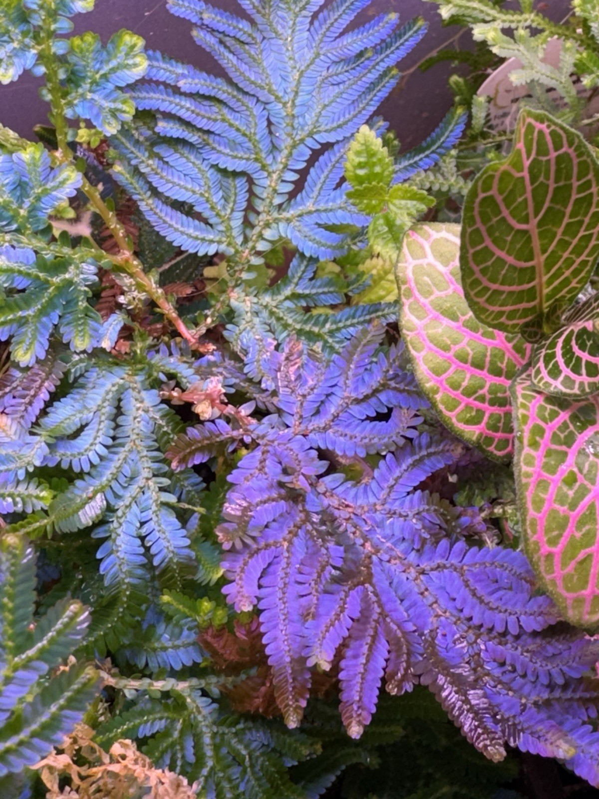 Selaginella Wildenowii Peacock Moss Spikemoss Fern Rare Terrarium Plant Cutting