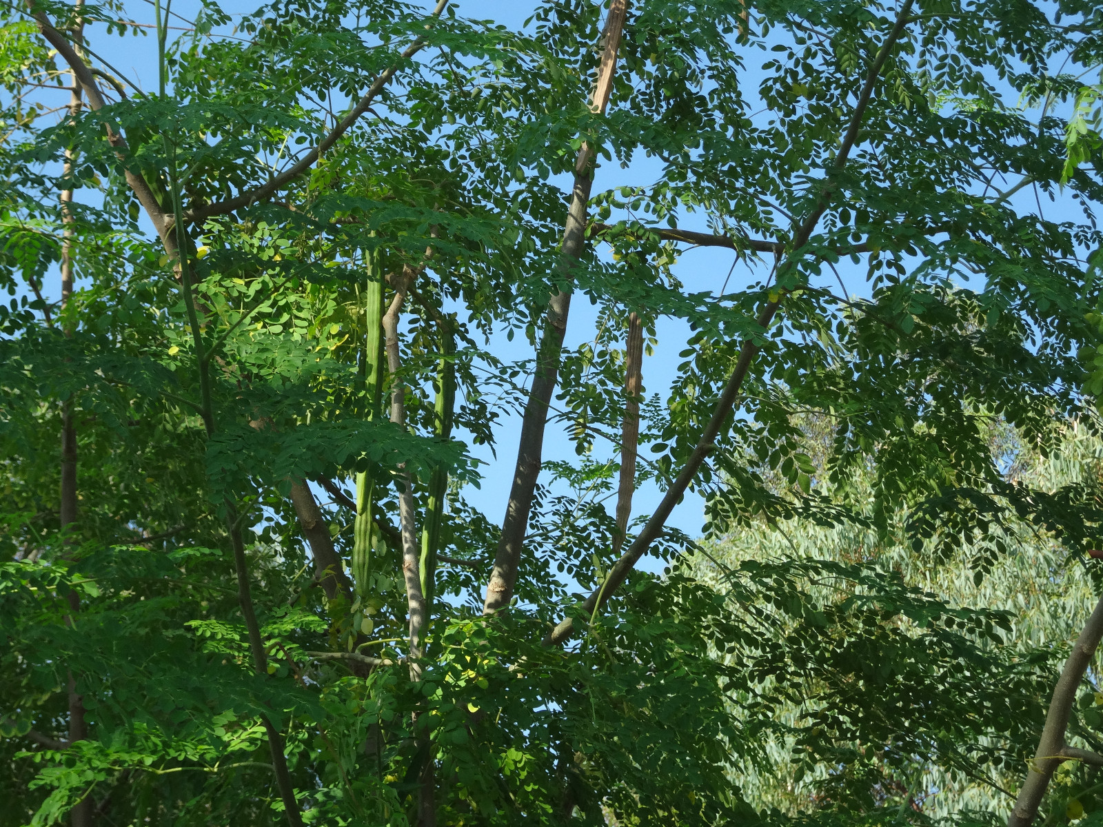 SUPER SPECIAL DEAL!! MORINGA Oleifera STX-1 Most Hardy Organically Grown SEEDS