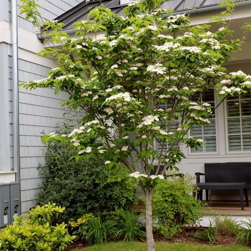 White Dogwood Trees Live Plant in 4″ Pot, Dogwood Tree