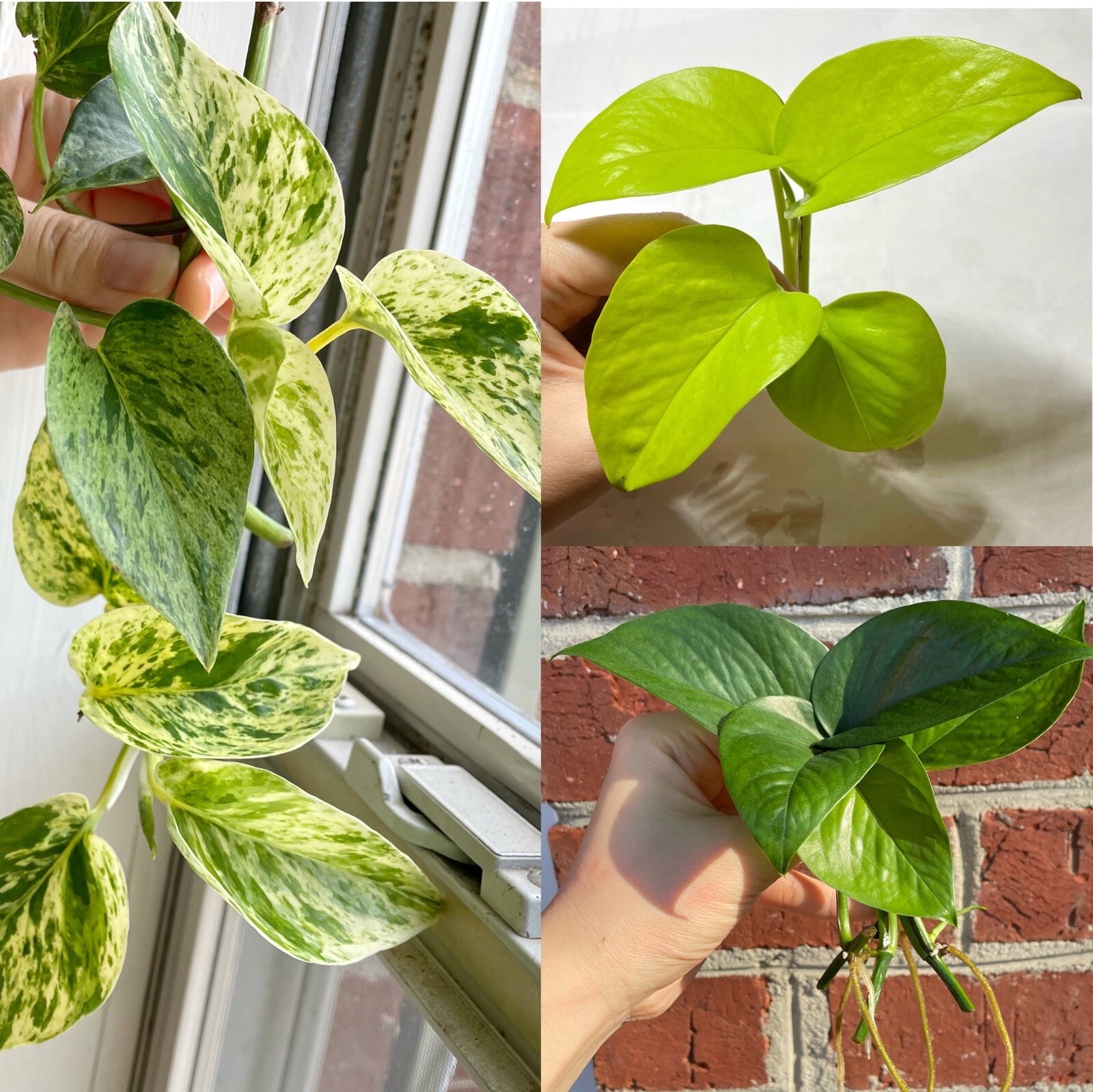Pothos Combo 6 Cuttings Indoor Plant 2 Marble Queen, 2 Lemon/Neon, 2 Jade Green