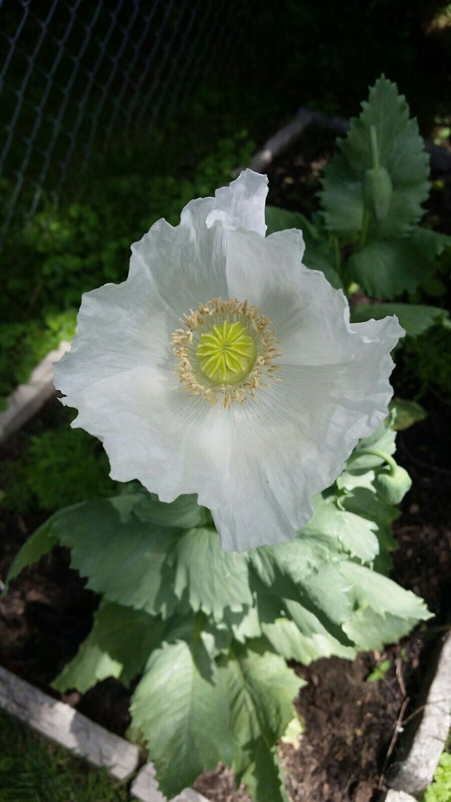 3,000 – 1 Gram Peshawar White Poppy Seeds – P. Somniferum – Giant & Solid White