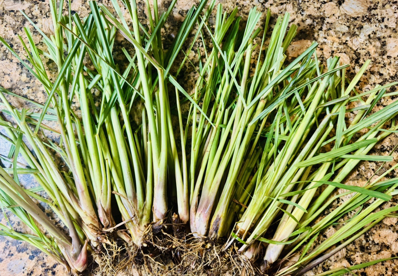 30 Lemongrass Stalks Fully Rooted Ready To Plant (Organic)