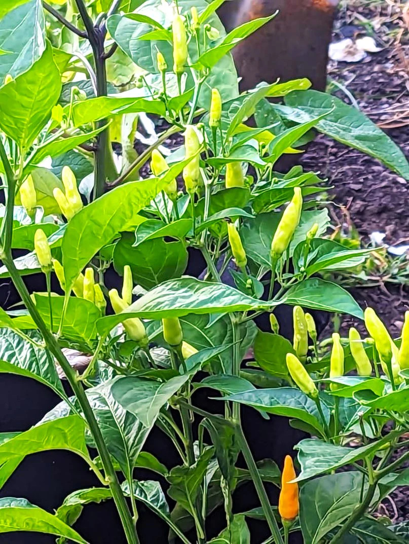 Tabasco Hot Pepper Seeds – For 2026 Planting 5,000 Scoville Spicy Red Green Hot