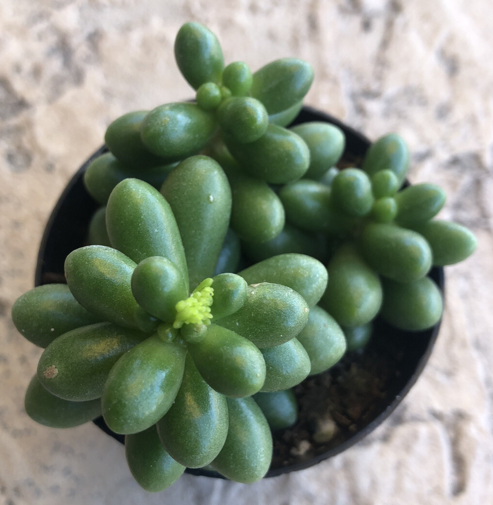 Sedum Hernandezii, Comes in a 2.5″ Pot