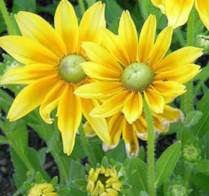 35 Rudbeckia Irish Eyes seeds