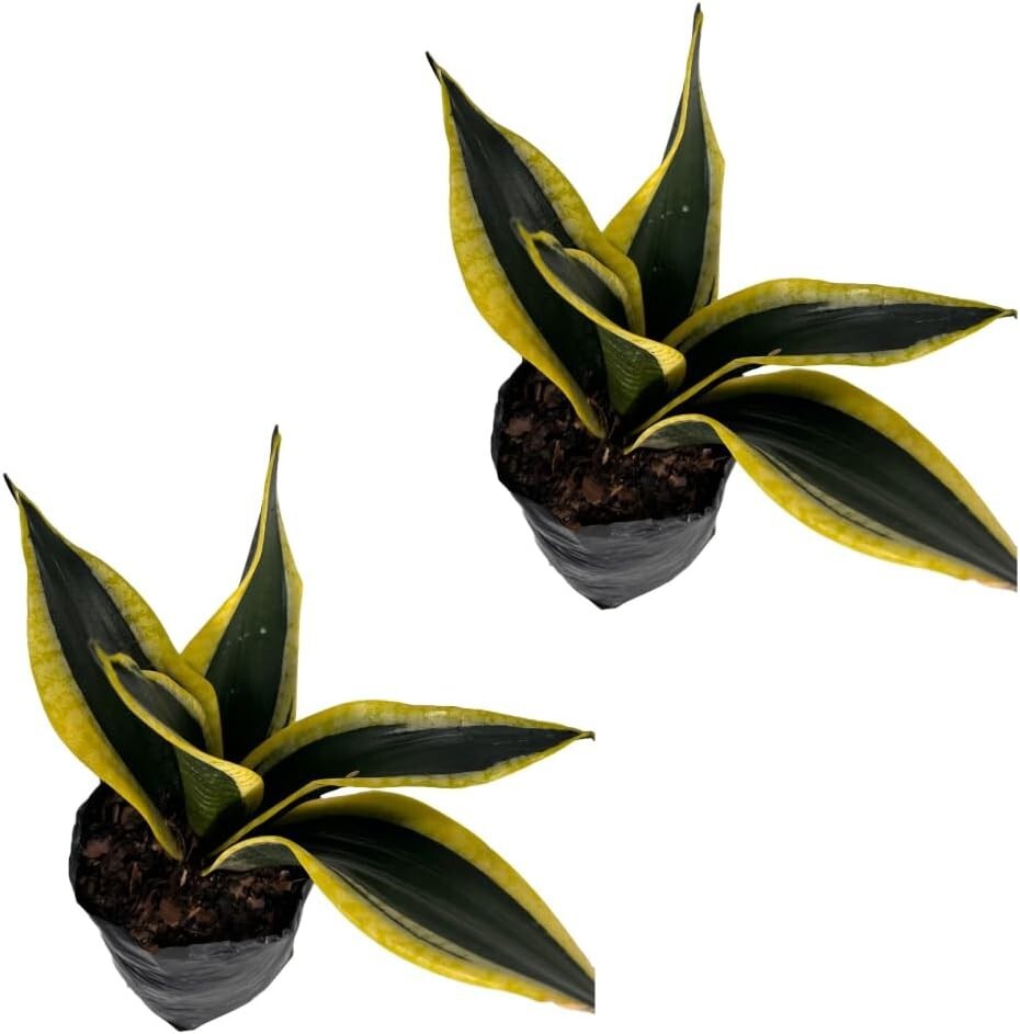 Sansevieria Black and Gold (2 Pack) by LEAL PLANTS ECUADOR