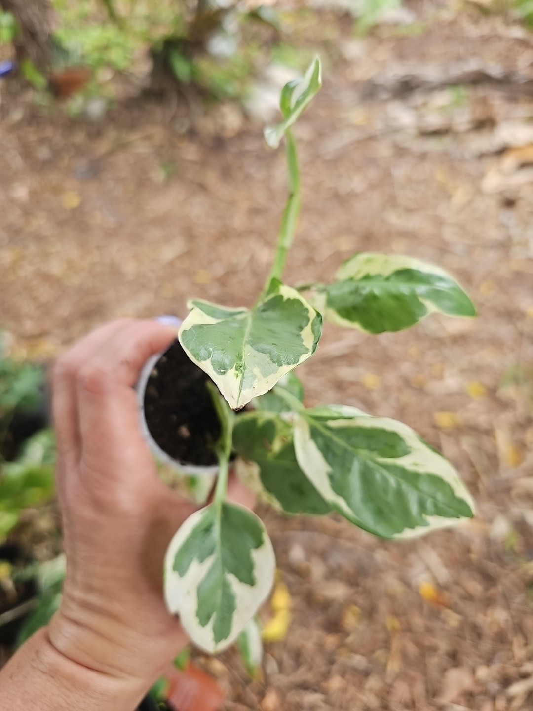 Rooted Pothos N Joy Pearls and Jade Ivy Vine Live Plant in 2,5”pot Variegated