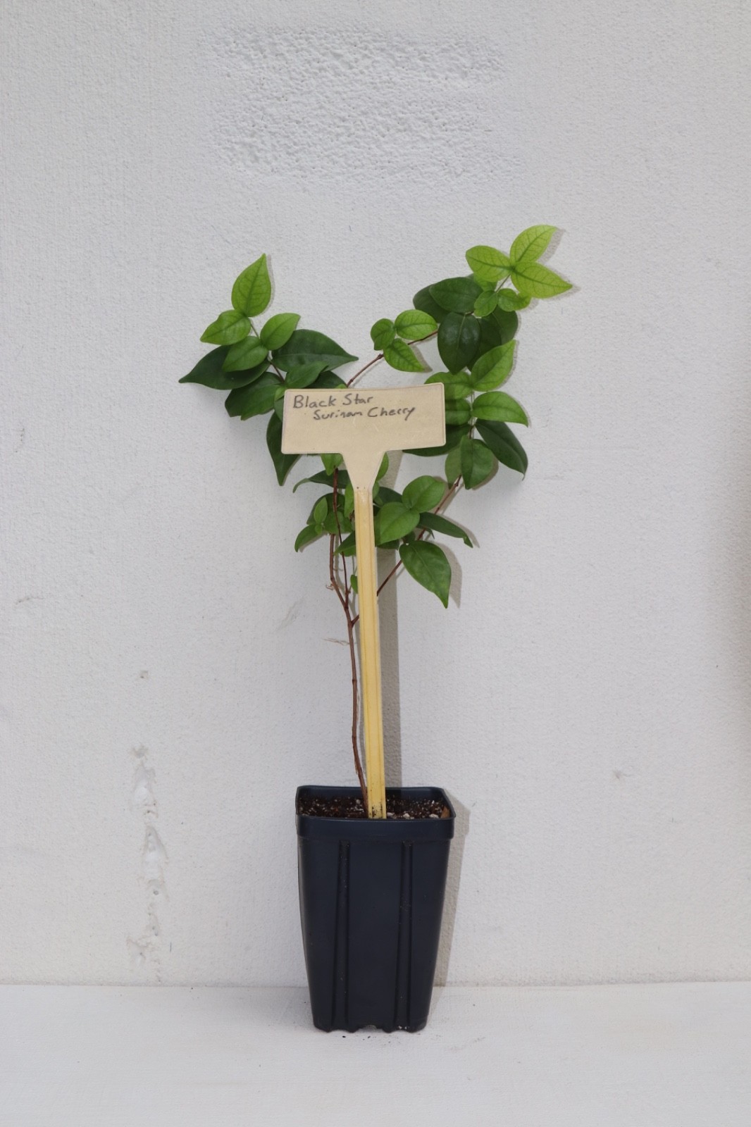 17″ FRUITING Black Star Surinam Cherry (Eugenia Uniflora Var) live Organic