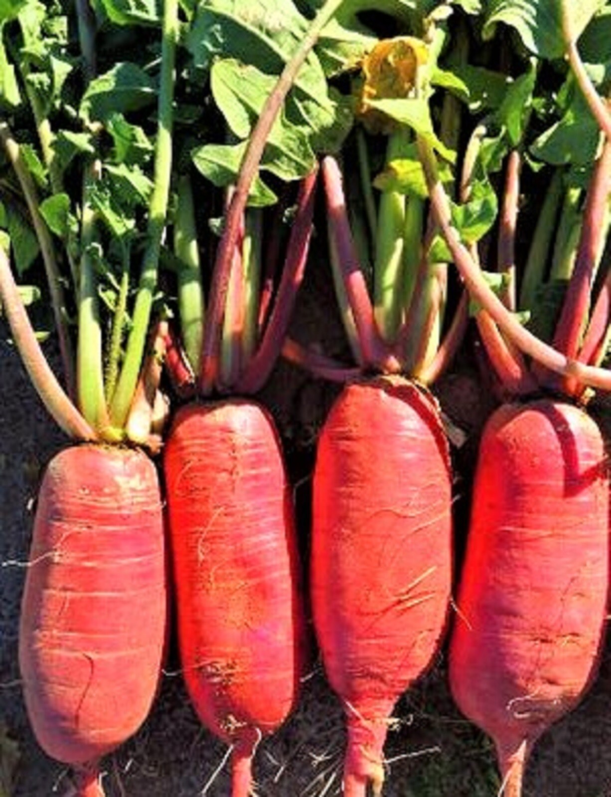 China Rose Radish Seeds 100+ SEEDS NON-GMO –BUY 4 ITEMS FREE SHIPPING