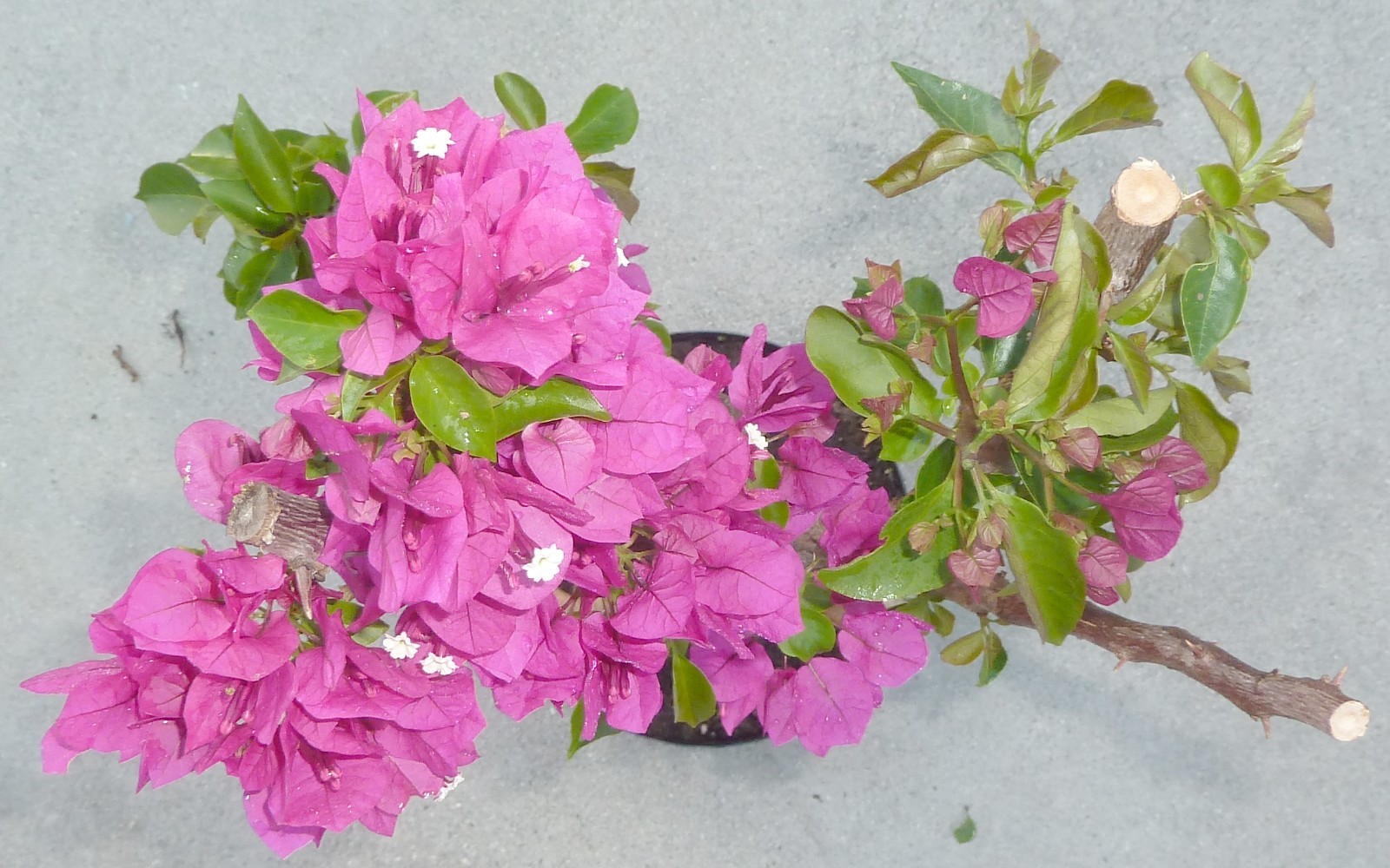Vera Deep Purple Bougainvillea Pre Bonsai Dwarf Kifu Fat Trunk Neagari Flowers