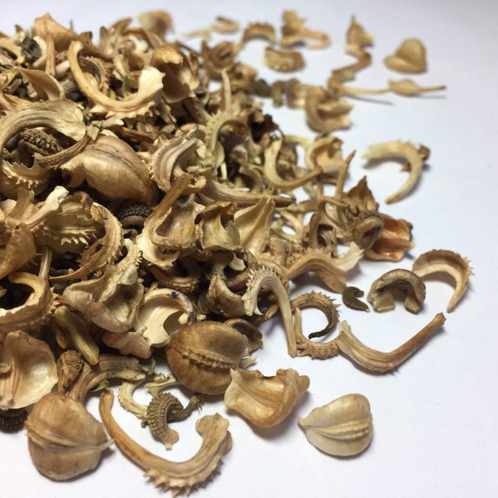 Calendula Seeds (Calendula officinalis) ~Traditional Herb Pollinator Garden