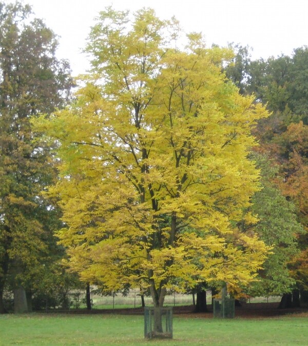 Kentucky Coffee, Gymnocladus dioicus, Tree Seeds (Fall Colors, Hardy, Fast)
