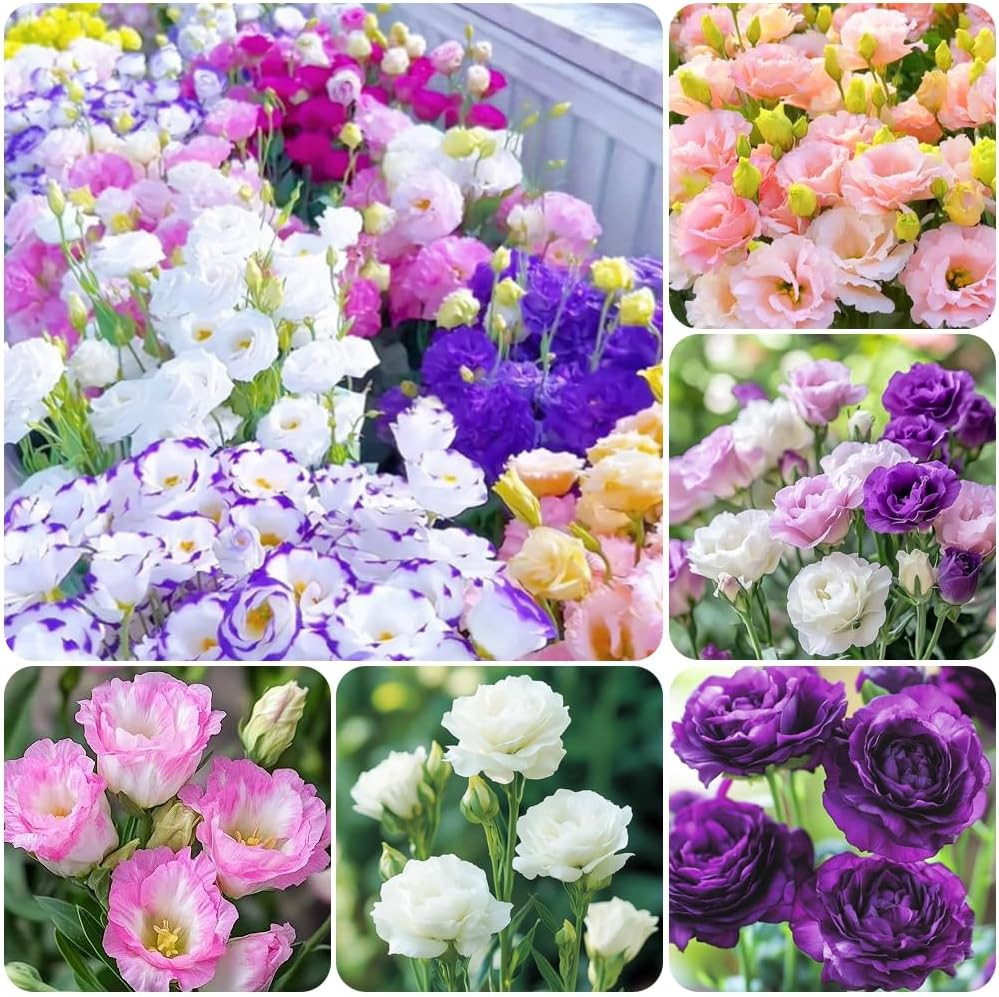 1000 Lisianthus Seeds for Planting Mixed Color Eustoma Flower Seeds Thornless