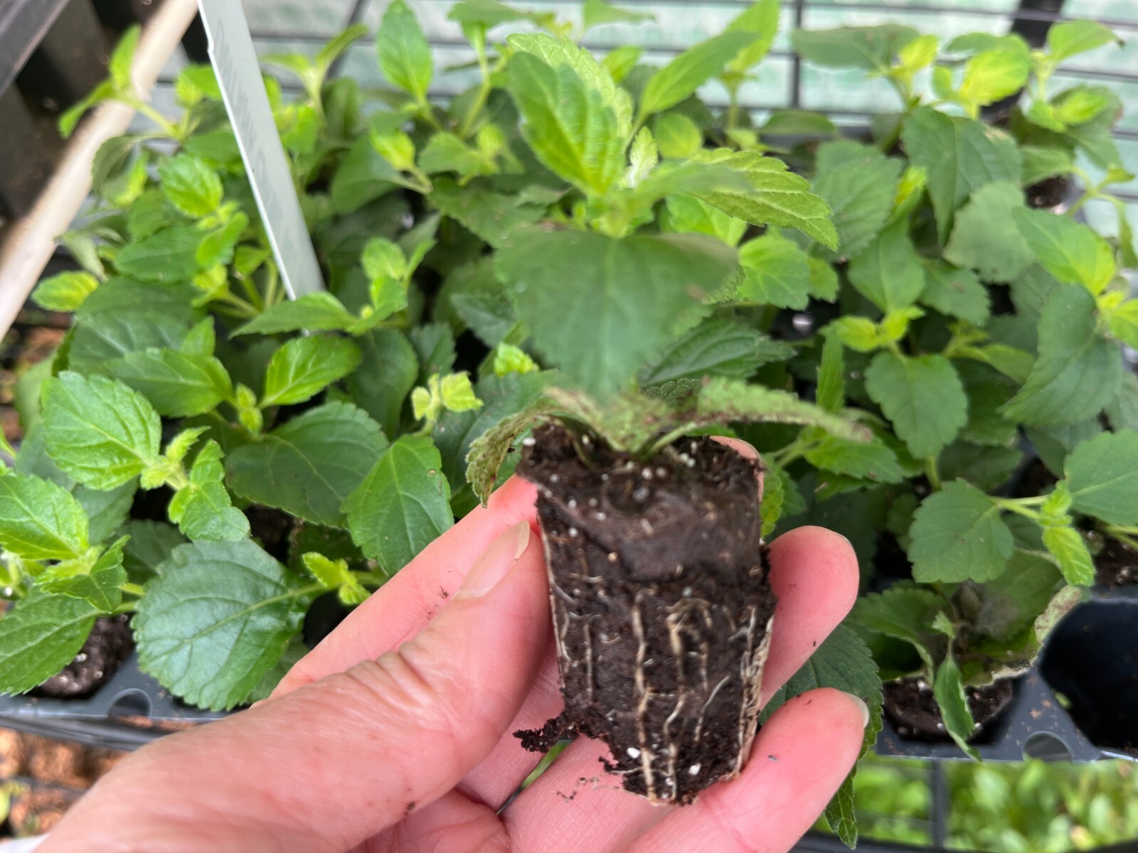 Live Lantana Starter Plant: Heat-Tolerant Tender Perennial for Garden & Pot