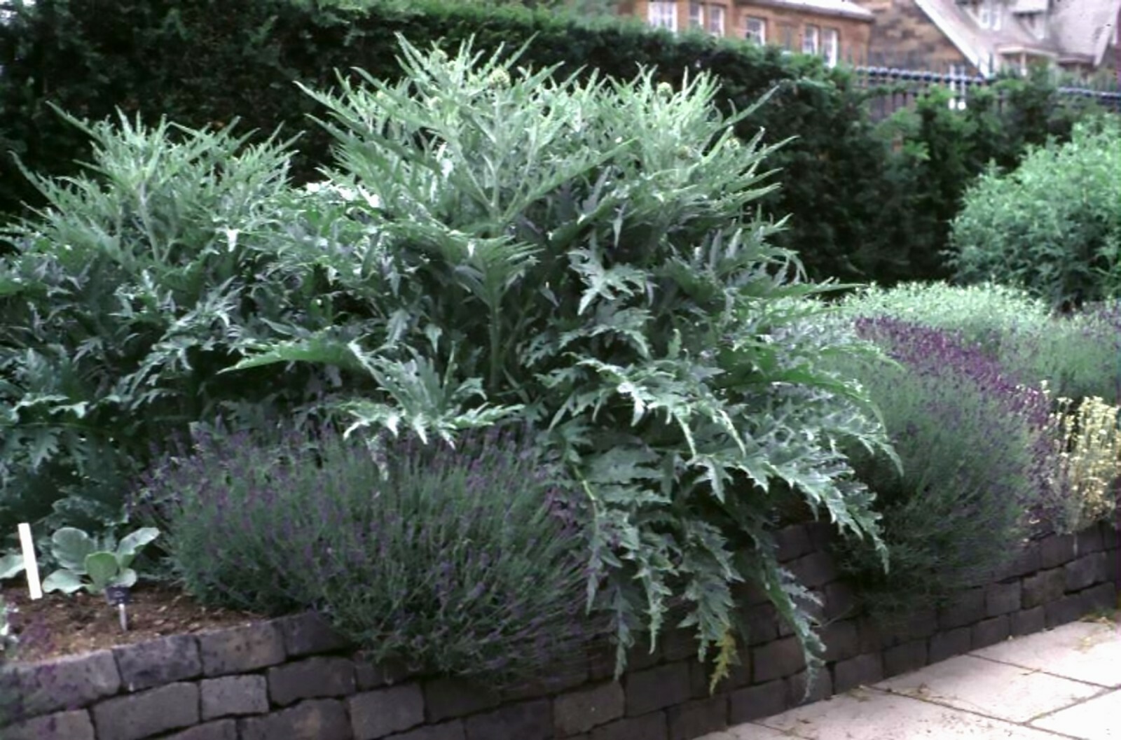 Globe Artichoke, Cynara scolymus, Seeds (Fast, Edible, Showy)
