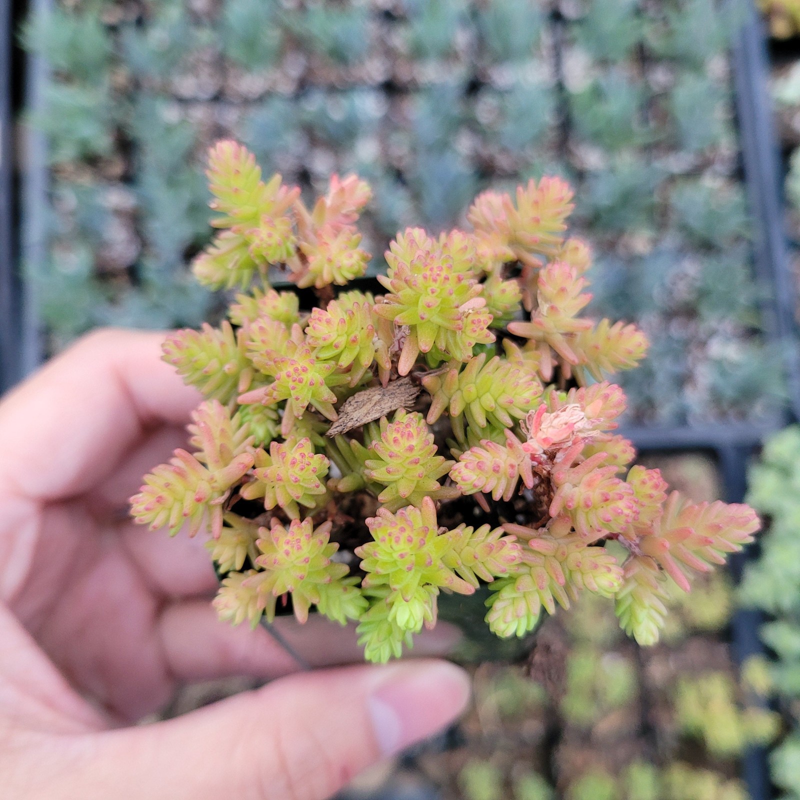 Sedum Sexangulare Succulent Plant – Tasteless Stonecrop Live Plant – 2″ in pot