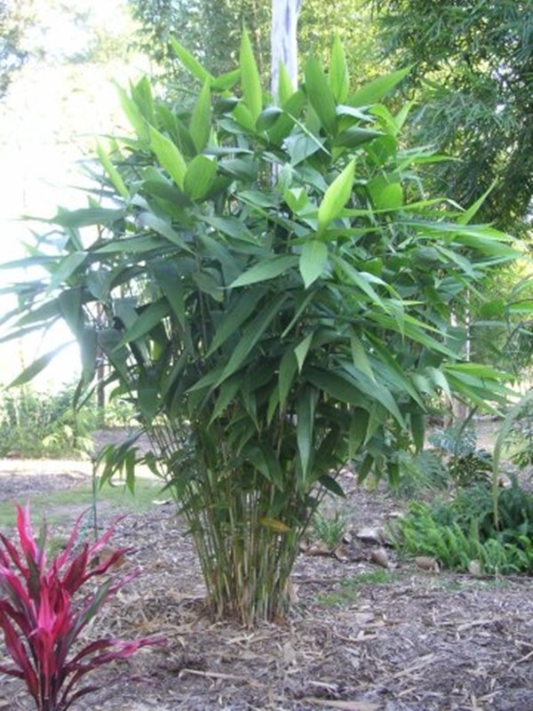 Thysanolaena Maxima 200+ Seeds, Tiger Broom Garden Grass, Nepali T. Latifolia